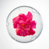 Swiss collagen facial & neck mask set – CellCollagen by Cellcosmet